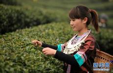 lô bạch thủ khung 5 ngày Huyện Ganlin, tỉnh Qinghe hoàn toàn không thể cung cấp Dendrobium officinale theo yêu cầu của Tập đoàn dược phẩm Tianchen
